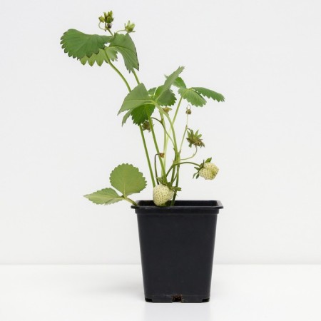 Strawberry garden vivara, p9 pot, 1 pc, summer 2024-1