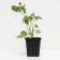 Strawberry garden vivara, p9 pot, 1 pc, summer 2024