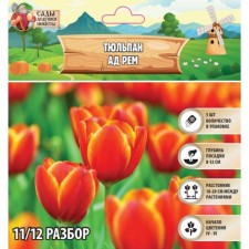 Tulipa AD Rem, river 11/12, 5pcs, autumn 2024