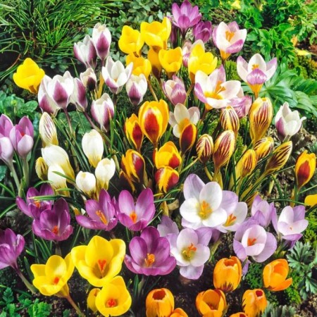 Crocus Mix Mix, rr 7/8, 3 pcs, economy, autumn 2024-1