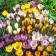Crocus Mix Mix, rr 7/8, 3 pcs, economy, autumn 2024
