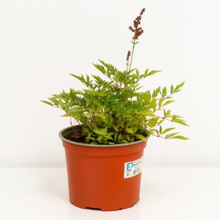 Astilba hybrid junik lilak, C1.5 pot, H10-50 height, 1 pc, summer 2024-1