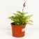 Astilba hybrid junik lilak, C1.5 pot, H10-50 height, 1 pc, summer 2024