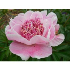PION Milk -flowered fella, C3 pot, 1 pc, summer 2024