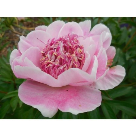 PION Milk -flowered fella, C3 pot, 1 pc, summer 2024
