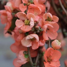 Henomeles seedling/Aiva Middle 