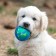Dog ball "Double pleasure", tpr+felt ball, 7.6 cm