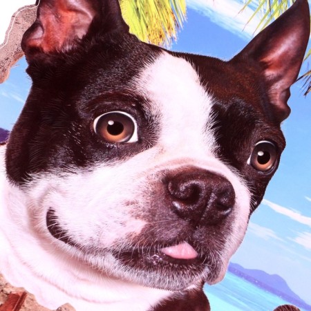 Stick 3D Interior pets 70*50cm-2