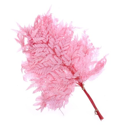 Sukhotzet "Paporotnik", pink, 10 pcs. packaged-4