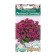 Flowers Arabis Caucasian "Little Treasure", 10 pcs