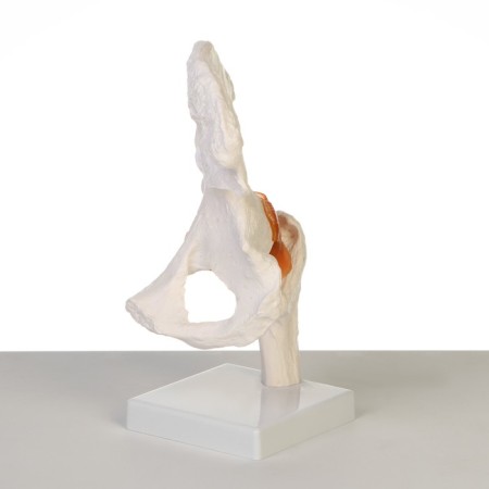 Matcam "hip joint" 24*11*11cm-3