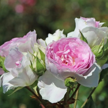 Saphenet Rosa "Sapphire", tube, spring 2025