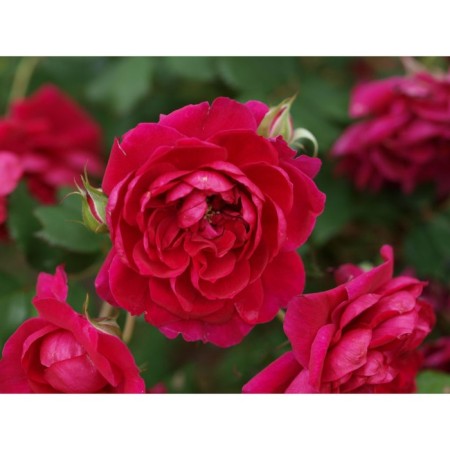 Seedling rose Canadian park "square", tube, 1 pc, spring 2025