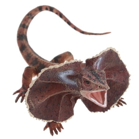 Figure "Cloakdish lizard", l