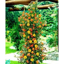 Seedling rose Plesy 