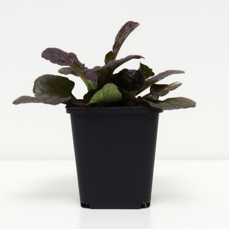 Living creeping Black Skallop, P9 pot, H10-50 height, 1 pc, summer 2024-1