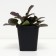 Living creeping Black Skallop, P9 pot, H10-50 height, 1 pc, summer 2024