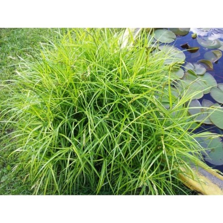 Sedge palmolite, pot C3, 1 pc, spring 2024