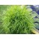Sedge palmolite, pot C3, 1 pc, spring 2024