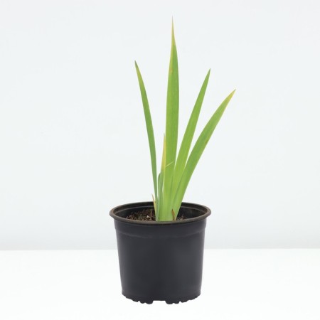 Iris Bearded Sultan Palas, pot C2, 1 pc, summer 2024-1