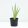 Iris Bearded Sultan Palas, pot C2, 1 pc, summer 2024