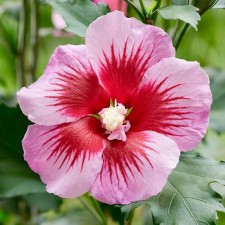 Саженец Гибискус сирийский "Flower Tower Purple", Горшок P9, Лето 2024
