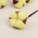 Sukhotzet "Cotton" D-5 cm, 30 cm, yellow