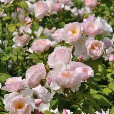 Seedling rose Park 