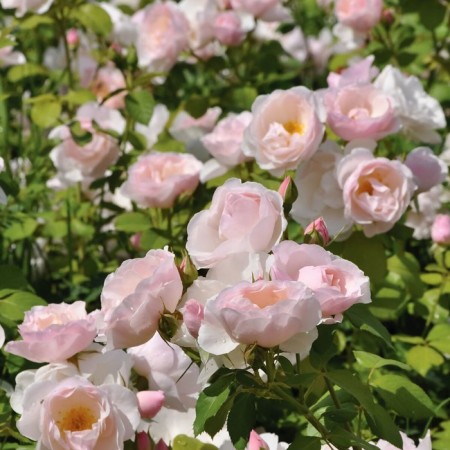 Seedling rose Park "feast", tube, 1 pc, spring 2025
