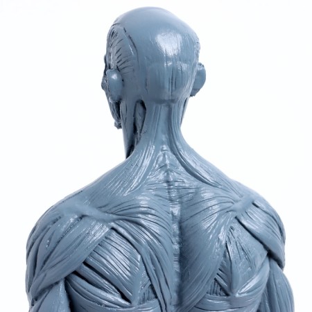 Model "Human Body" 29cm-8