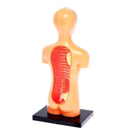 Set for experiments "human anatomy"-3