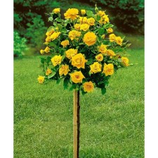 Rose Sementova Masur, C5 Pot, Stayer 60, 1 pc, Summer 2024
