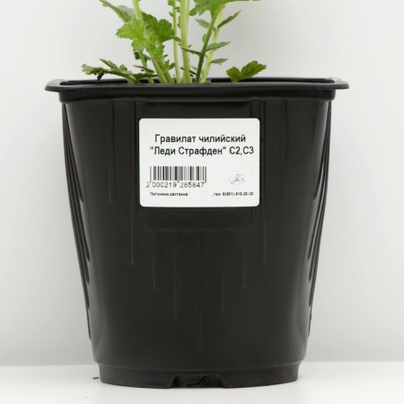 Gravilate Chilean "Lady Strafden", pot C3, 1 pc, Spring 2024-3