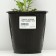 Gravilate Chilean "Lady Strafden", pot C3, 1 pc, Spring 2024