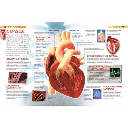 Children's Encyclopedia "Human Body"-5