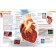 Children's Encyclopedia "Human Body"