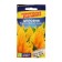 Seeds of flowers Conetos "kimono", yellow torch, cirrus, seed. ALT, c/n, 10 pcs