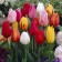 Mix Tulip 3 pcs, economy