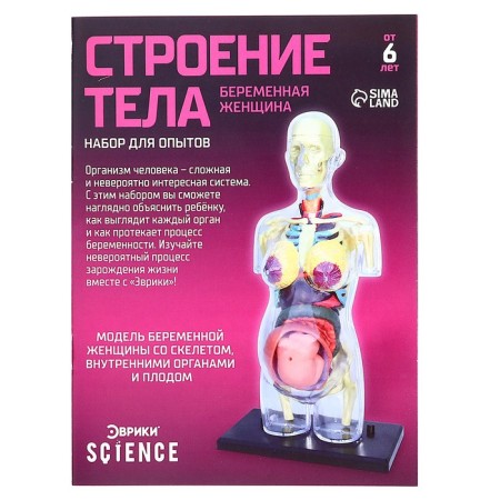 Set for experiments "Body structure", pregnant woman-15