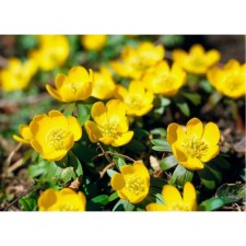 Spring (Erantis) Winter, I rr, 10 pcs, 10 h (cm), autumn 2024