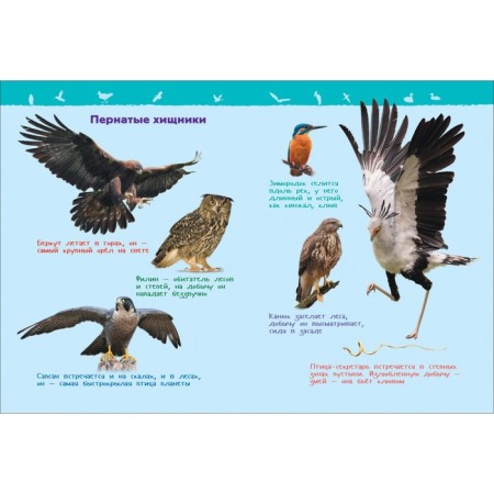 Encyclopedia for the kindergarten "Birds", Galtseva S. N.-4