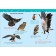 Encyclopedia for the kindergarten "Birds", Galtseva S. N.