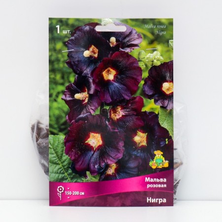 Malva "Pink Nigra", 1 pc, rr I, spring 2025