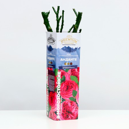 Rosa Rosa Andante Spring 2024, 1 pc.-1