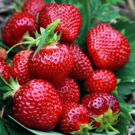 Strawberry Frigenzer Friga Honya (Honeoye) a (9-15 mm), 5 pcs