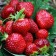 Strawberry Frigenzer Friga Honya (Honeoye) a (9-15 mm), 5 pcs