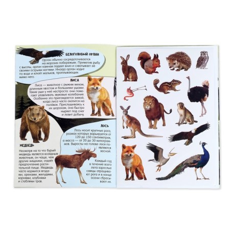 Activati-book with stickers and growing toys "Animal planets", 12 p.-1