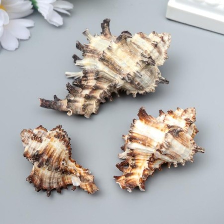 Decorative shells "Murex Endivia" 3 pcs