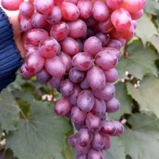 Grapes 