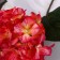 Artificial flowers "Elite hydration" D-16 cm 50 cm, red